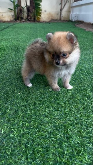 ลูกสุนัข รูปที่ 4