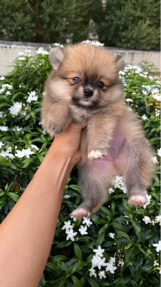 ปอมเมอเรเนียน (Pomeranian) เล็ก ลูกสุนัข