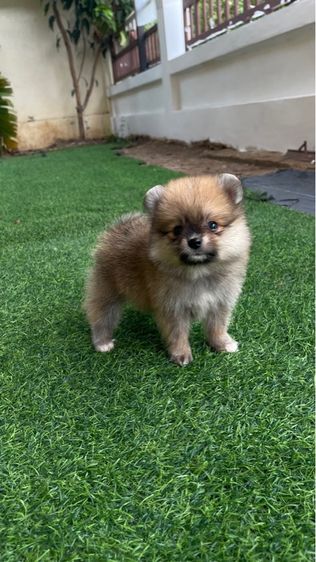 ลูกสุนัข รูปที่ 6