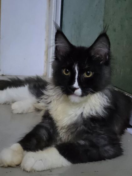 สาวน้อยเมนคูน 4 เดือน สายเลือดตาสองสี รูปที่ 2