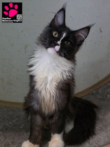 สาวน้อยเมนคูน 4 เดือน สายเลือดตาสองสี รูปที่ 5