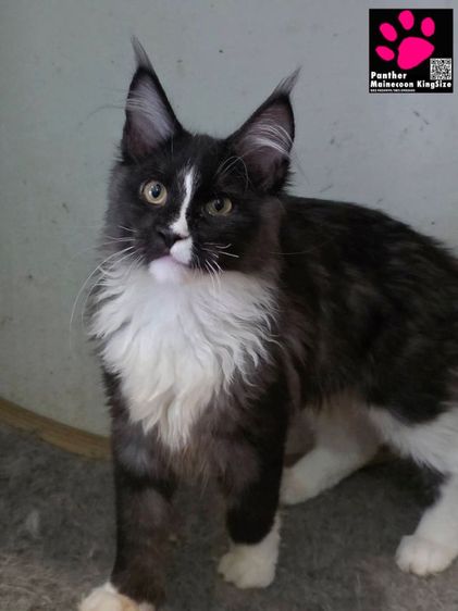 สาวน้อยเมนคูน 4 เดือน สายเลือดตาสองสี รูปที่ 6