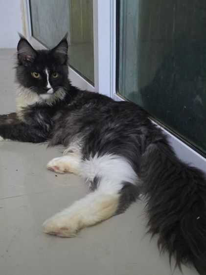 สาวน้อยเมนคูน 4 เดือน สายเลือดตาสองสี รูปที่ 4