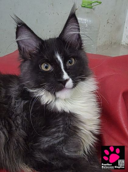 สาวน้อยเมนคูน 4 เดือน สายเลือดตาสองสี