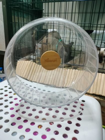 จักรออกกำลังกายแฮมเตอร์ รูปที่ 5