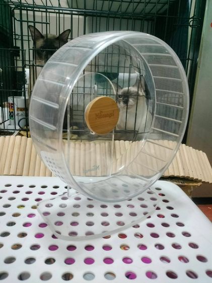 จักรออกกำลังกายแฮมเตอร์ รูปที่ 3