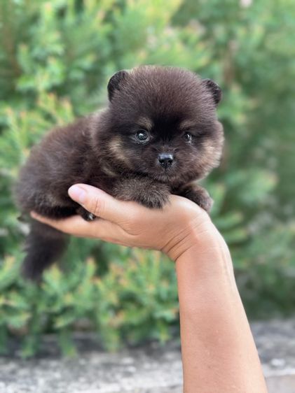 ปอมเมอเรเนียน (Pomeranian) เล็ก ลูกสุนัข