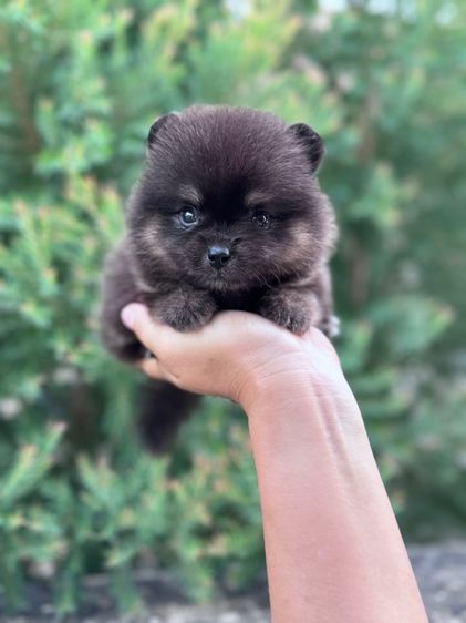 ลูกสุนัข รูปที่ 2