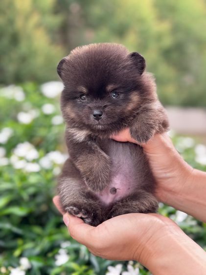 ลูกสุนัข รูปที่ 7