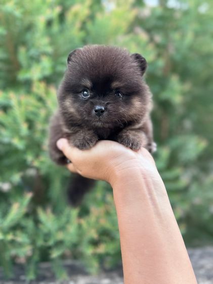 ลูกสุนัข รูปที่ 3