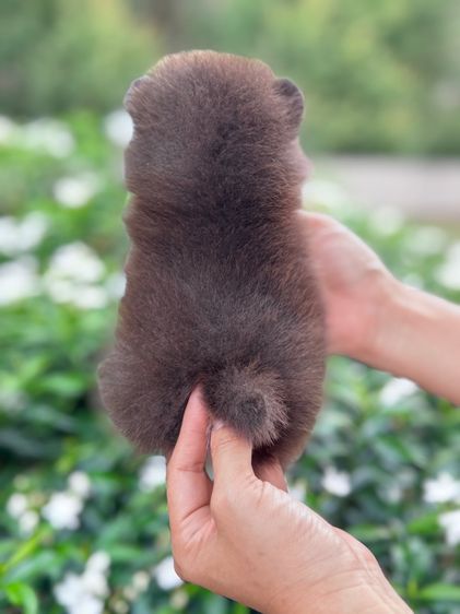 ลูกสุนัข รูปที่ 4