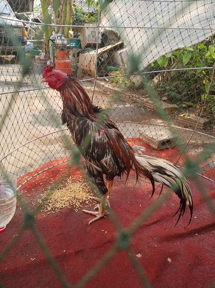 TheRealLampangFreekickGoldcock รูปที่ 4