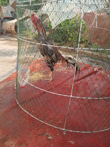 TheRealLampangFreekickGoldcock รูปที่ 2