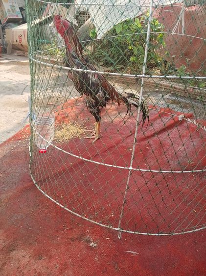 TheRealLampangFreekickGoldcock รูปที่ 3