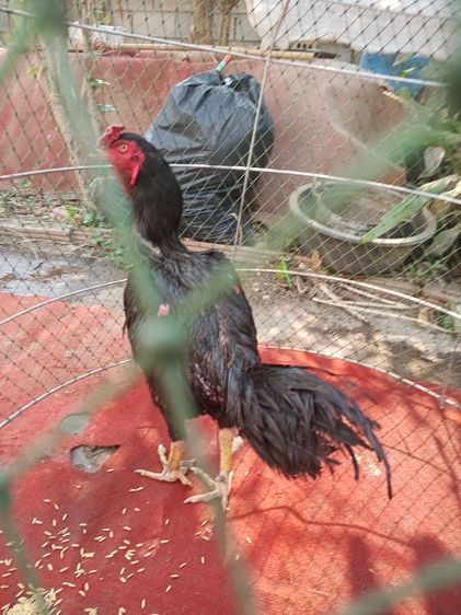 TheRealLampangFreekickGoldcock