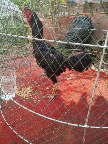 TheRealLampangFreekickGoldcock รูปที่ 3