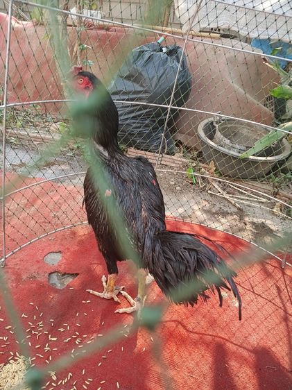 TheRealLampangFreekickGoldcock รูปที่ 2