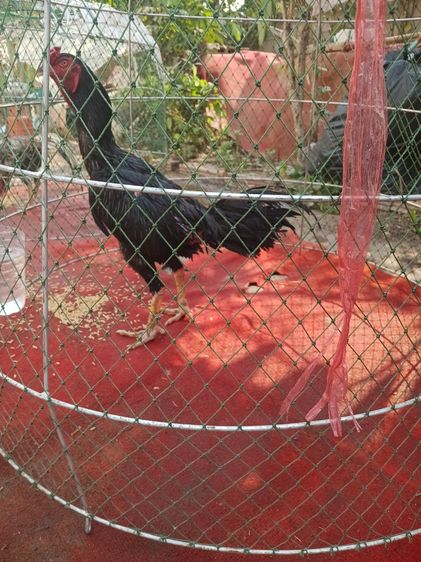 TheRealLampangFreekickGoldcock รูปที่ 4