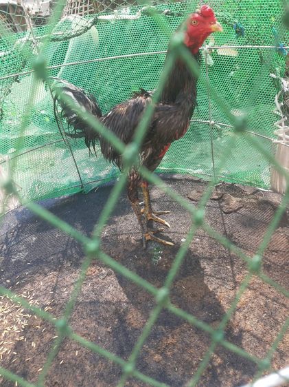 TheRealLampangFreekickGoldcock รูปที่ 6