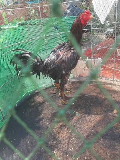 TheRealLampangFreekickGoldcock รูปที่ 3