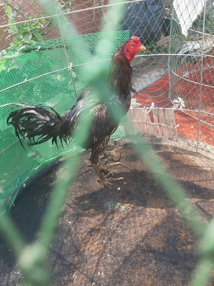 TheRealLampangFreekickGoldcock