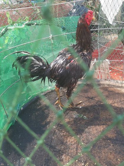 TheRealLampangFreekickGoldcock รูปที่ 5