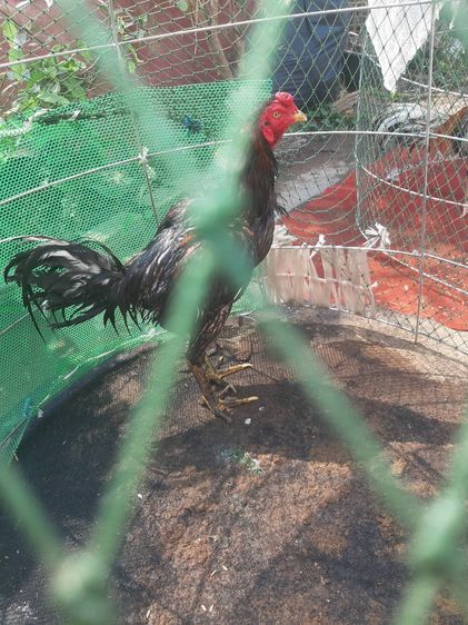 TheRealLampangFreekickGoldcock รูปที่ 2