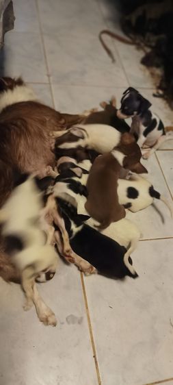 ชิวาวาแท้ : เกือบ 2 เดือน มี 10 กว่าตัวชายหญิงสีขาวดำมีมาร์คทุกตัว กินอาหารเม็ดได้แล้ว ฉลาด-ร่าเริง-แข็งแรง098-825-9753 รูปที่ 3