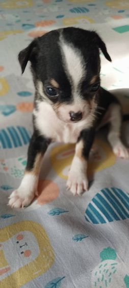 ชิวาวาแท้ : เกือบ 2 เดือน มี 10 กว่าตัวชายหญิงสีขาวดำมีมาร์คทุกตัว กินอาหารเม็ดได้แล้ว ฉลาด-ร่าเริง-แข็งแรง098-825-9753 รูปที่ 2