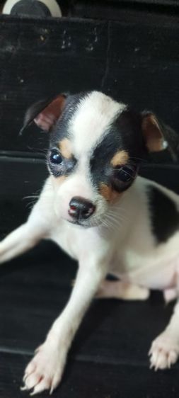 ชิวาวาแท้ : เกือบ 2 เดือน มี 10 กว่าตัวชายหญิงสีขาวดำมีมาร์คทุกตัว กินอาหารเม็ดได้แล้ว ฉลาด-ร่าเริง-แข็งแรง098-825-9753 รูปที่ 4