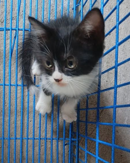 สก็อตติชเปอร์เซียเพศผู้ รูปที่ 3