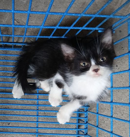 สก็อตติชเปอร์เซียเพศผู้