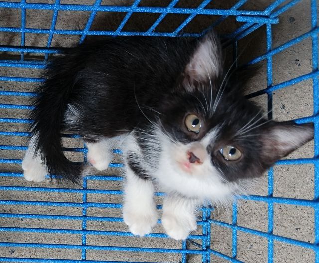 สก็อตติชเปอร์เซียเพศผู้ รูปที่ 2