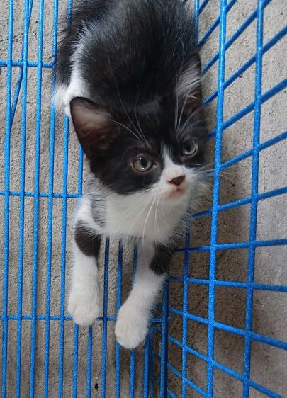 สก็อตติชเปอร์เซียเพศผู้ รูปที่ 5