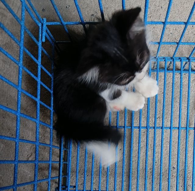 สก็อตติชเปอร์เซียเพศผู้ รูปที่ 7