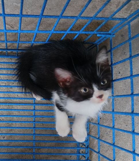 สก็อตติชเปอร์เซียเพศผู้ รูปที่ 4