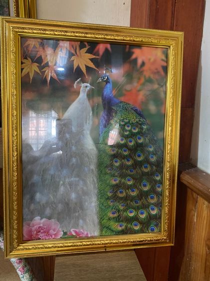 รูปภาพนกยูงคู่