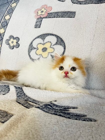 แมวเปอร์เซียสีส้มและ  EXO ติก รูปที่ 8