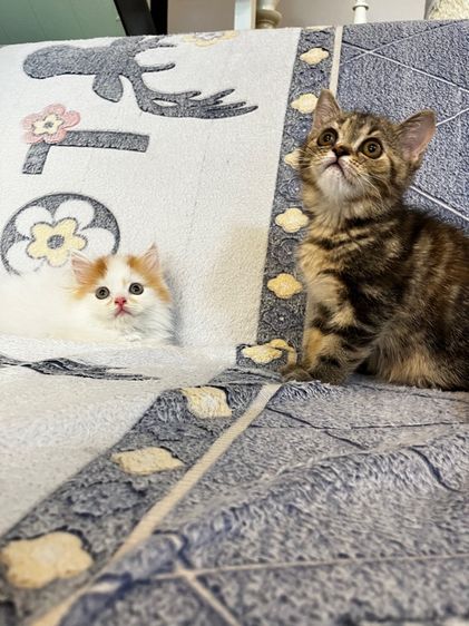 แมวเปอร์เซียสีส้มและ  EXO ติก รูปที่ 4