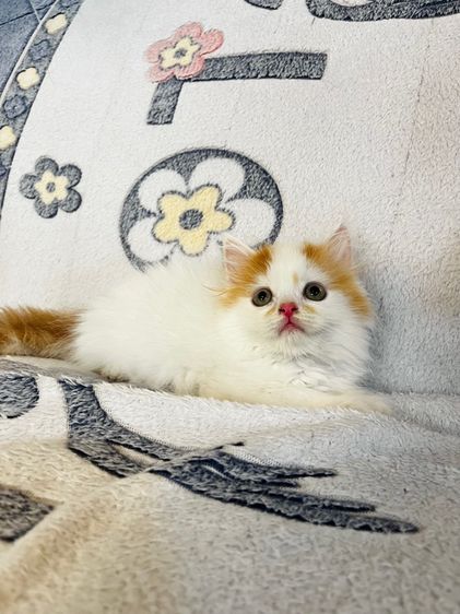 แมวเปอร์เซียสีส้มและ  EXO ติก รูปที่ 7