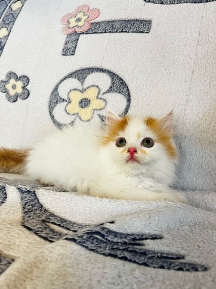 แมวเปอร์เซียสีส้มและ  EXO ติก รูปที่ 11