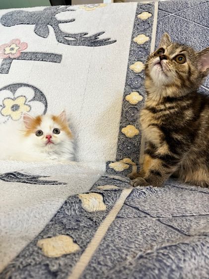 แมวเปอร์เซียสีส้มและ  EXO ติก รูปที่ 6