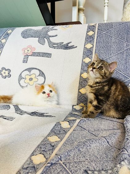 แมวเปอร์เซียสีส้มและ  EXO ติก รูปที่ 2