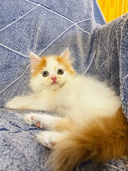 แมวเปอร์เซียสีส้มและ  EXO ติก รูปที่ 17