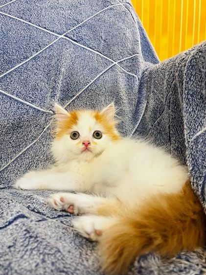 แมวเปอร์เซียสีส้มและ  EXO ติก รูปที่ 18