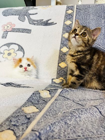 แมวเปอร์เซียสีส้มและ  EXO ติก รูปที่ 3