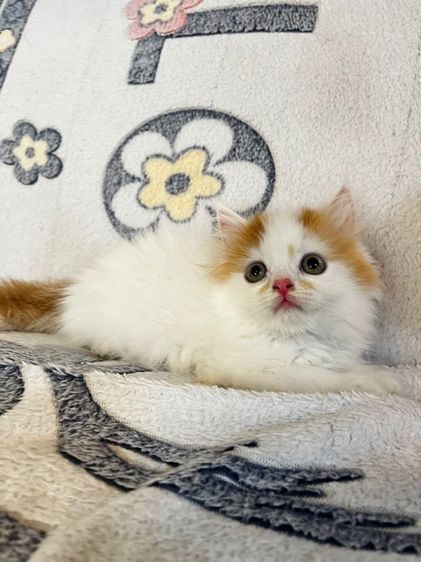 แมวเปอร์เซียสีส้มและ  EXO ติก รูปที่ 9