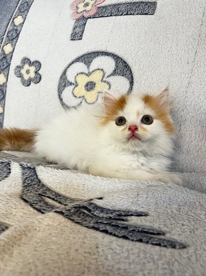 แมวเปอร์เซียสีส้มและ  EXO ติก รูปที่ 15