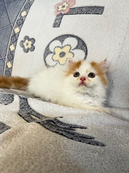 แมวเปอร์เซียสีส้มและ  EXO ติก รูปที่ 13