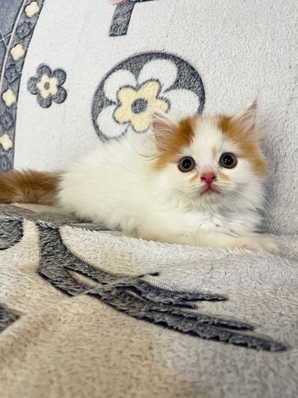 แมวเปอร์เซียสีส้มและ  EXO ติก รูปที่ 14